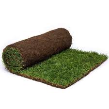 Natural Paspalum Vaginatum Grass