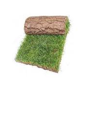 Natural Paspalum Vaginatum Grass
