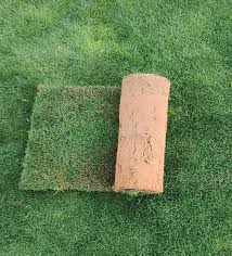 Natural Paspalum Vaginatum Grass