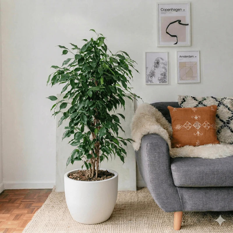 Ficus Benjamina ‘Danielle’ – Weeping Fig Indoor Plant