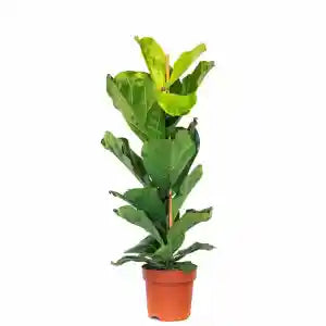 Ficus Lyrata (Fiddle Leaf Fig) Indoor Plant in Dubai