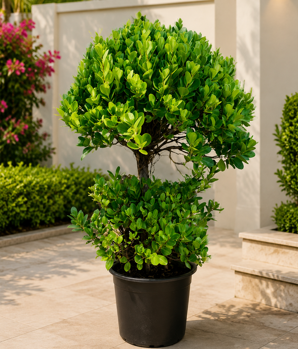 ficus panda 2 steps