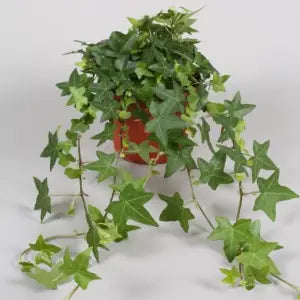 Hedera helix or English Ivy (Mixed Per Plant)