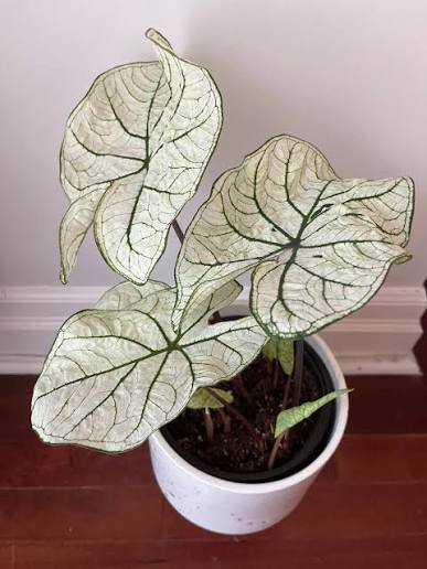 Caladium White Beauty – Indoor Plant