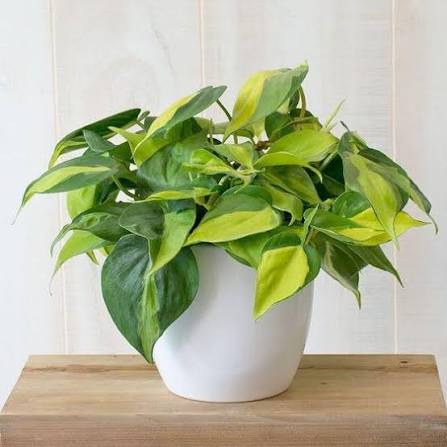Philodendron Brasil – Indoor Plant