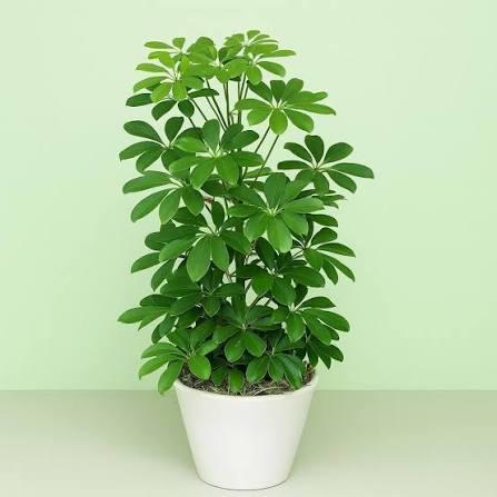 Schefflera Arboricola – Indoor Decorative Plant (Dwarf Umbrella Tree)
