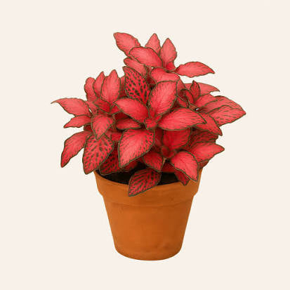 Fittonia Nerve Indoor Plant in Dubai
