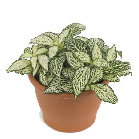 Fittonia Nerve Indoor Plant in Dubai