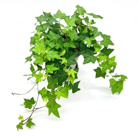 Hedera helix or English Ivy (Mixed Per Plant)