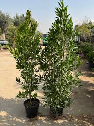 Conocarpus Erectus (Damas Tree)