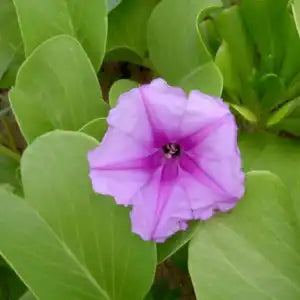 Ipomoea pes-caprae (Beach Morning Glory) – 70–90 cm
