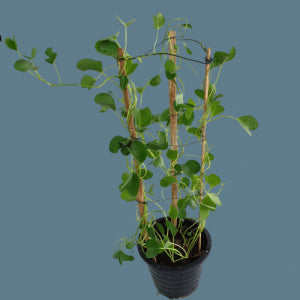 Ipomoea pes-caprae (Beach Morning Glory) – 70–90 cm