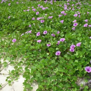 Ipomoea pes-caprae (Beach Morning Glory) – 70–90 cm