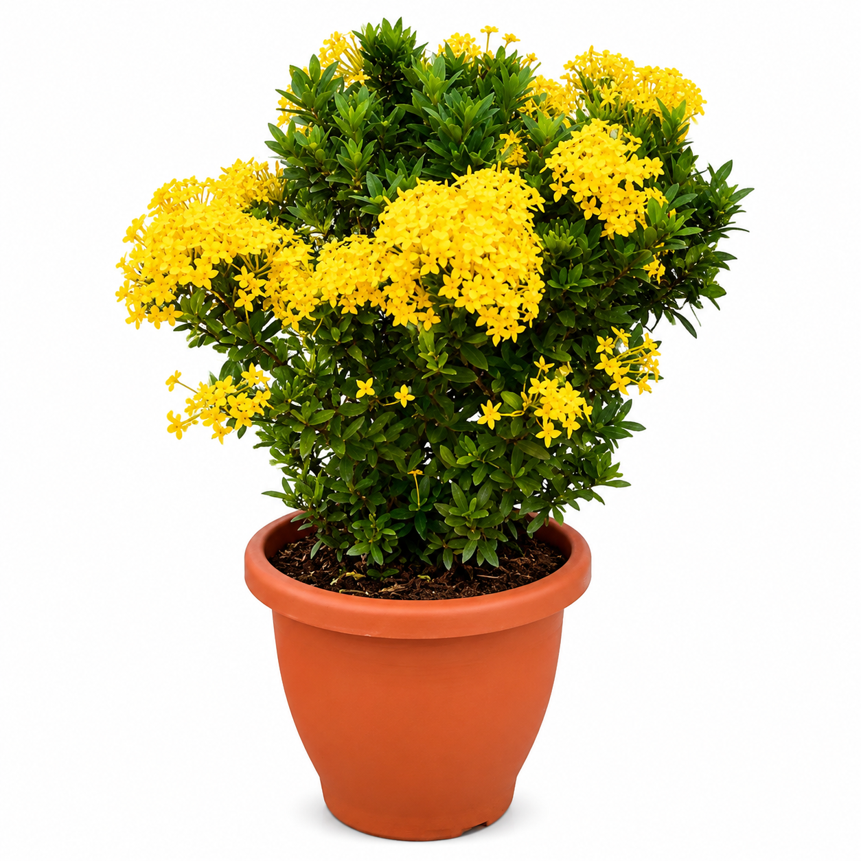 ixora