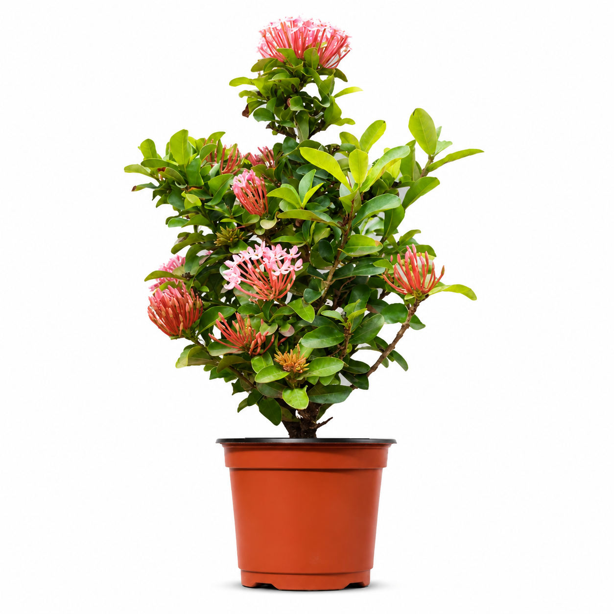 ixora flower