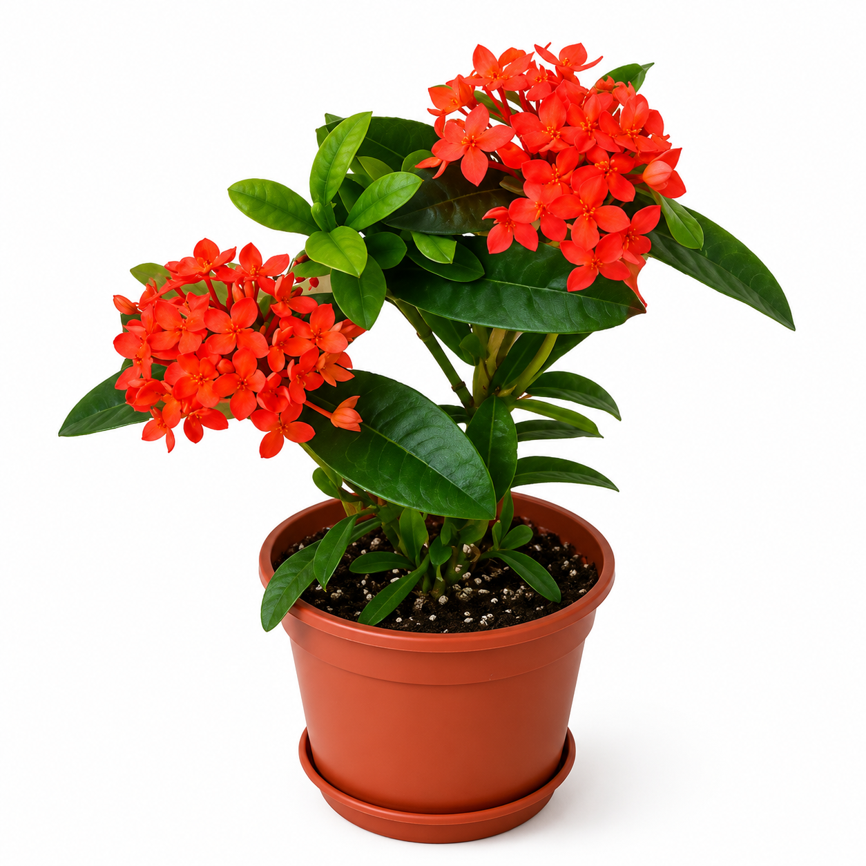 ixora flower dubai