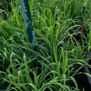 Lemongrass (Cymbopogon Citratus)