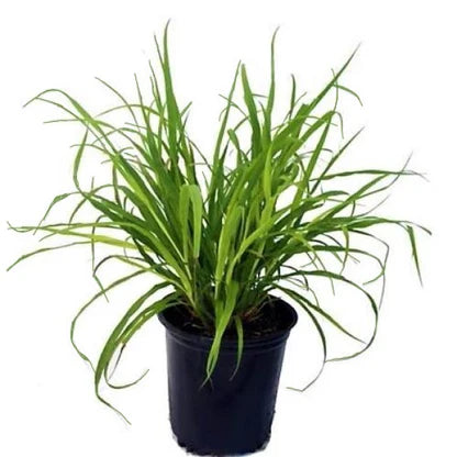 Lemongrass (Cymbopogon Citratus)