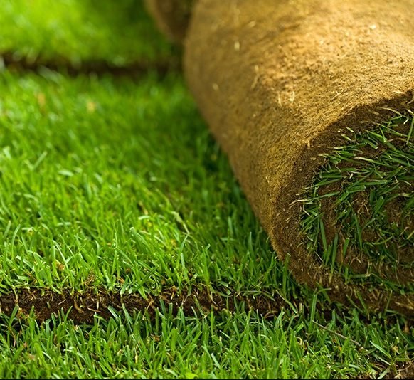 Natural Bermuda Grass Carpet (Price Per Square Meters)