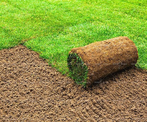 Natural Bermuda Grass Carpet (Price Per Square Meters)
