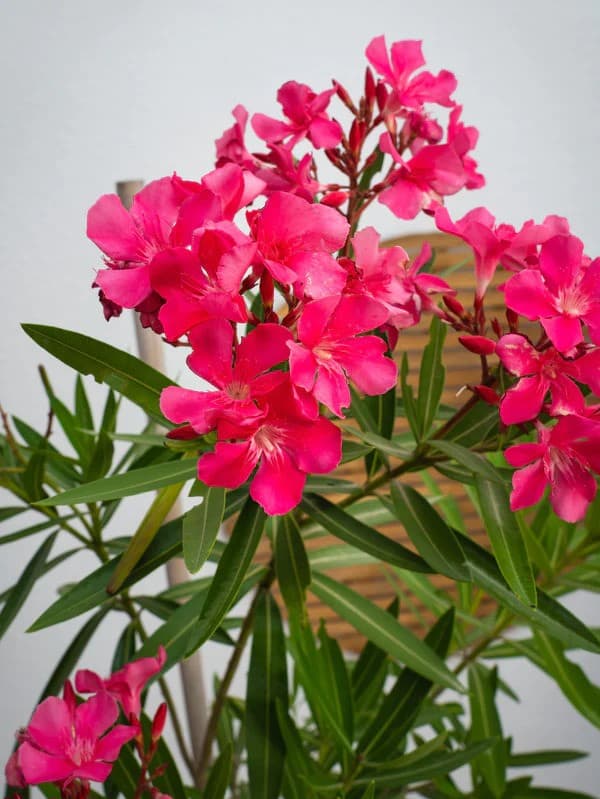 Nerium Oleander | Pink & Red Flower Plant | Buy in Dubai UAE