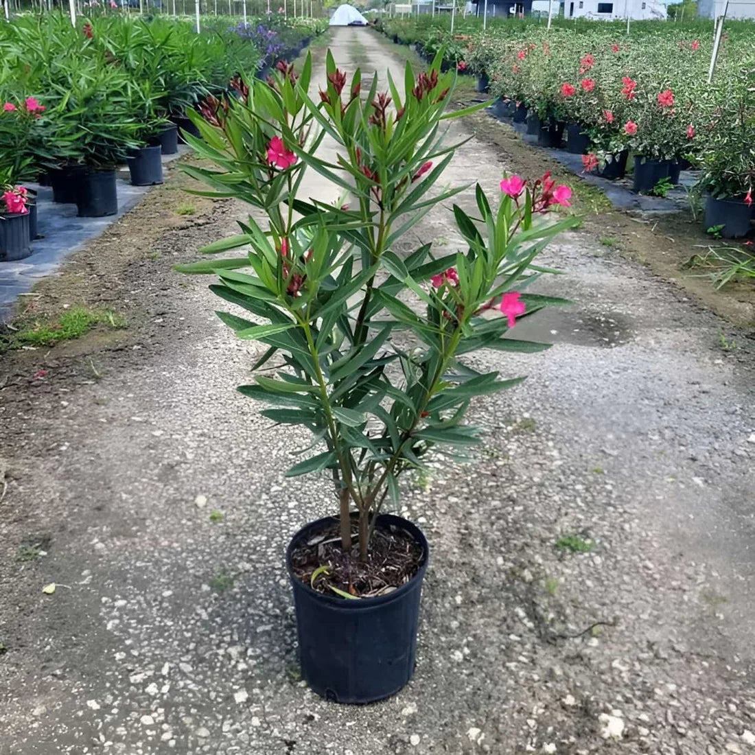 Nerium Oleander | Pink & Red Flower Plant | Buy in Dubai UAE