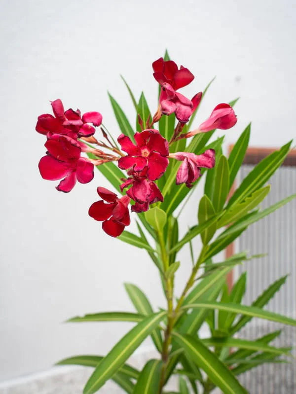 Nerium Oleander | Pink & Red Flower Plant | Buy in Dubai UAE
