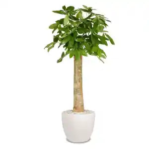 Pachira Aquatica (Money Tree) – Indoor Plant in Dubai