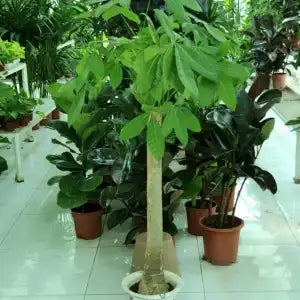 Pachira Aquatica (Money Tree) – Indoor Plant in Dubai