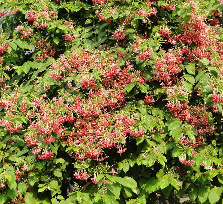Rangoon Creeper (Quisqualis Indica) – Climbing Plant