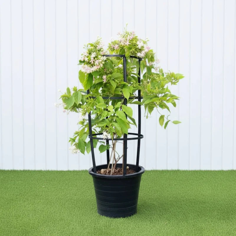 Rangoon Creeper (Quisqualis Indica) – Climbing Plant
