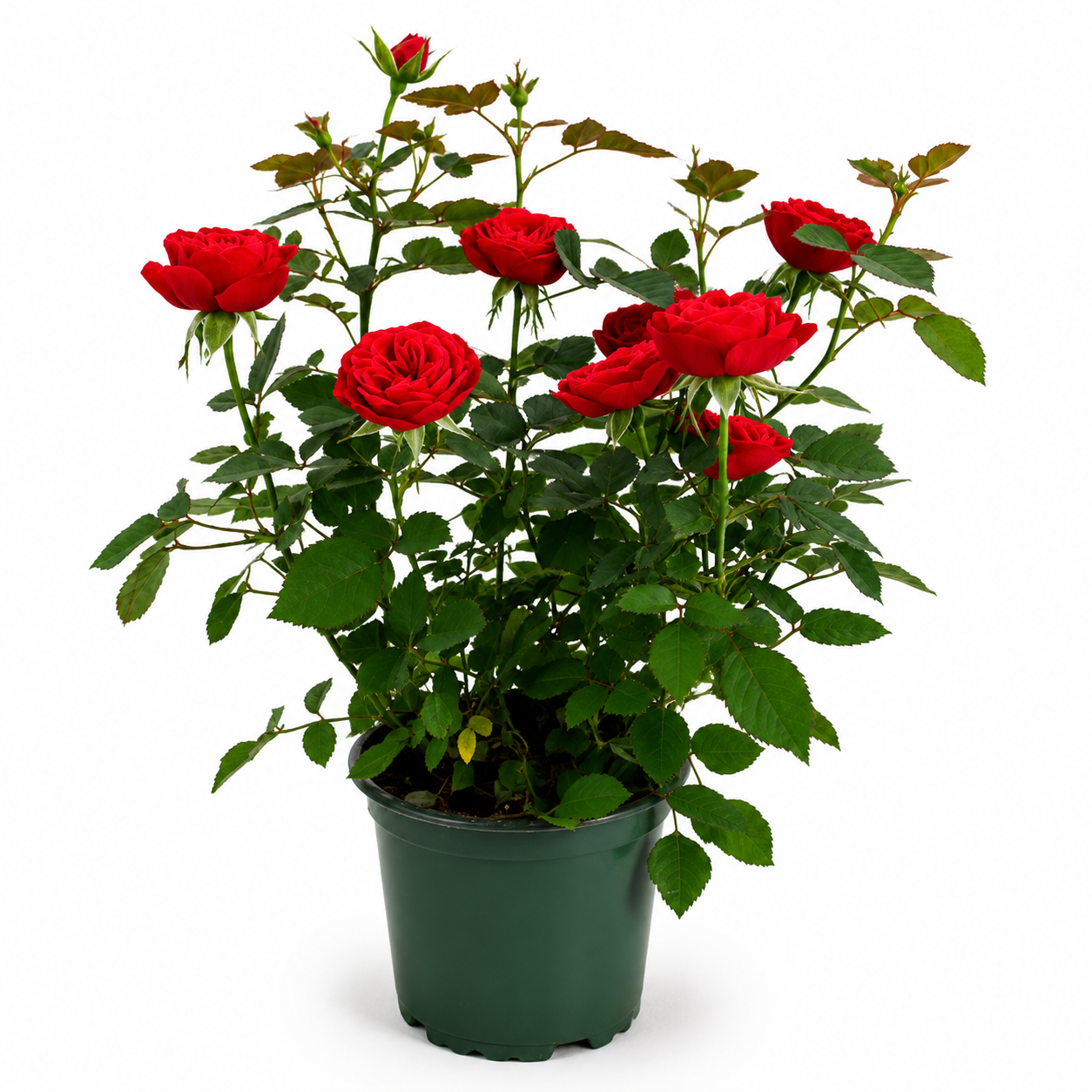 rose plants outdoor in dubai