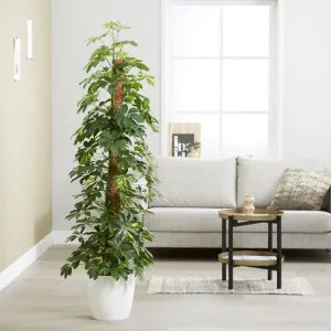 Schefflera Arboricola – Indoor Decorative Plant (Dwarf Umbrella Tree)