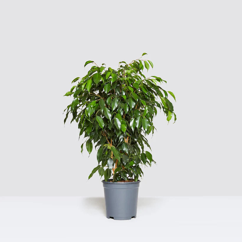 Ficus Benjamina ‘Danielle’ – Weeping Fig Indoor Plant