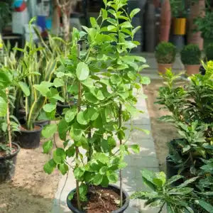 Mandevilla Splendens / Yellow Bell Climber – 100–150 cm